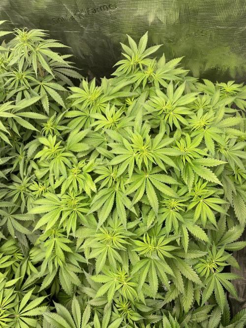 1. pokus - Legendary OG punch a spol. Week 7
