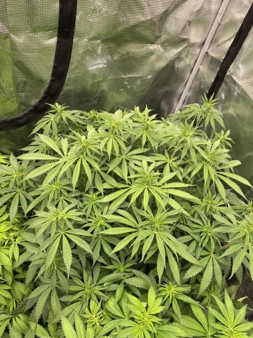 1. pokus - Legendary OG punch a spol. Week 7