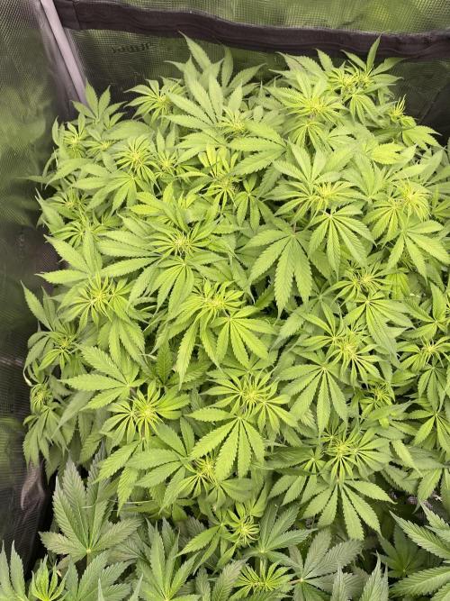 1. pokus - Legendary OG punch a spol. Week 7