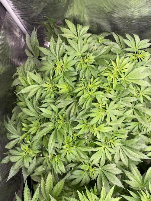 1. pokus - Legendary OG punch a spol. Week 7
