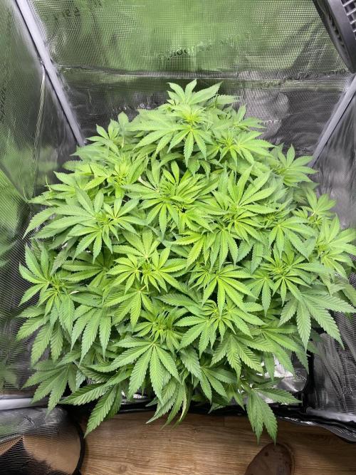 1. pokus - Legendary OG punch a spol. Week 7