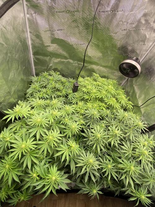 1. pokus - Legendary OG punch a spol. Week 8