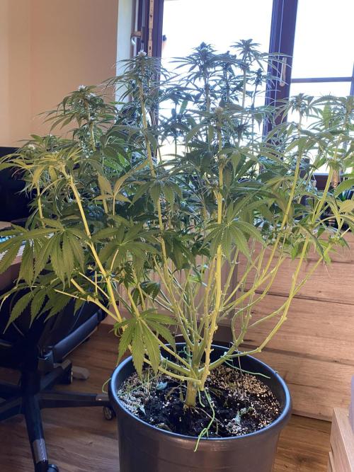 1. pokus - Legendary OG punch a spol. Week 8