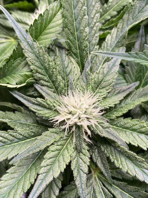 1. pokus - Legendary OG punch a spol. Week 9