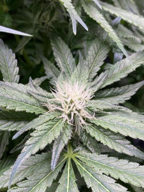 1. pokus - Legendary OG punch a spol. Week 9