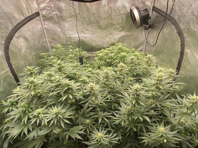 1. pokus - Legendary OG punch a spol. Week 9