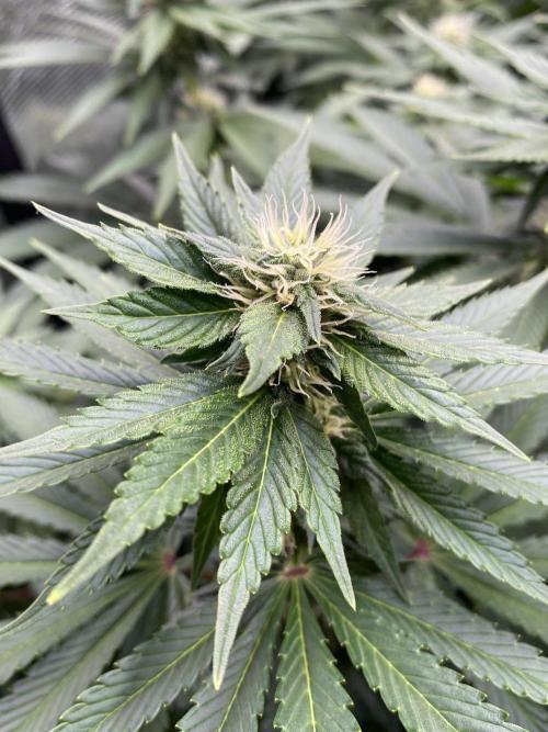 1. pokus - Legendary OG punch a spol. Week 9
