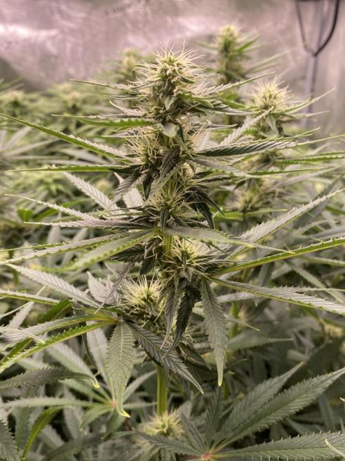 1. pokus - Legendary OG punch a spol. Week 9