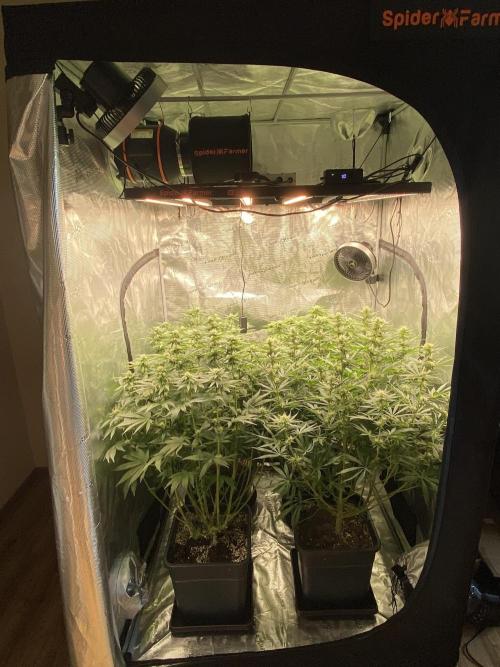 1. pokus - Legendary OG punch a spol. Week 9