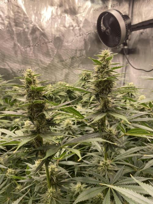 1. pokus - Legendary OG punch a spol. Week 10