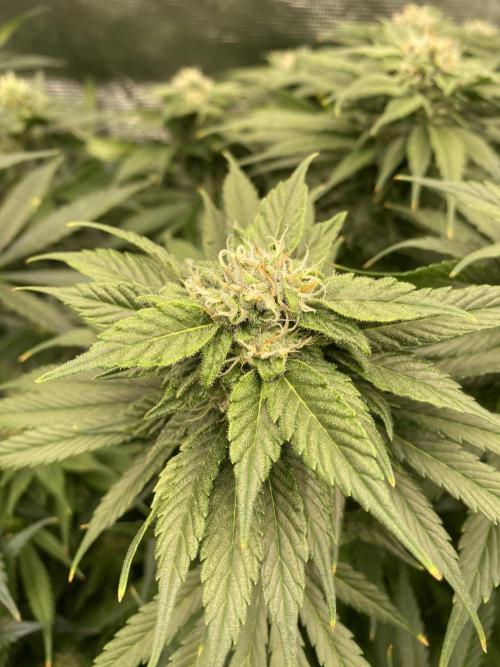 1. pokus - Legendary OG punch a spol. Week 10