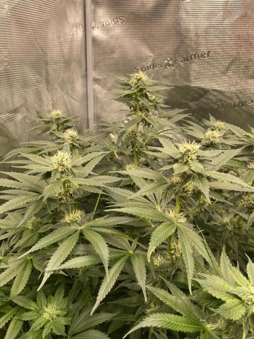 1. pokus - Legendary OG punch a spol. Week 10