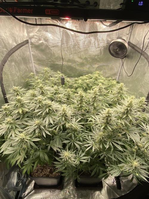 1. pokus - Legendary OG punch a spol. Week 10