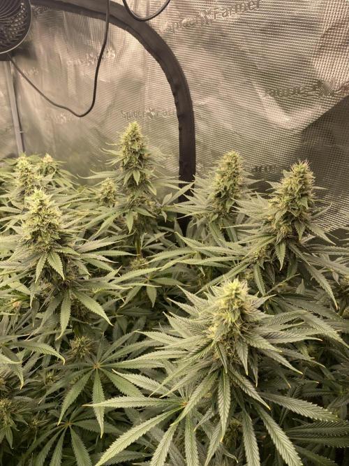 1. pokus - Legendary OG punch a spol. Week 11