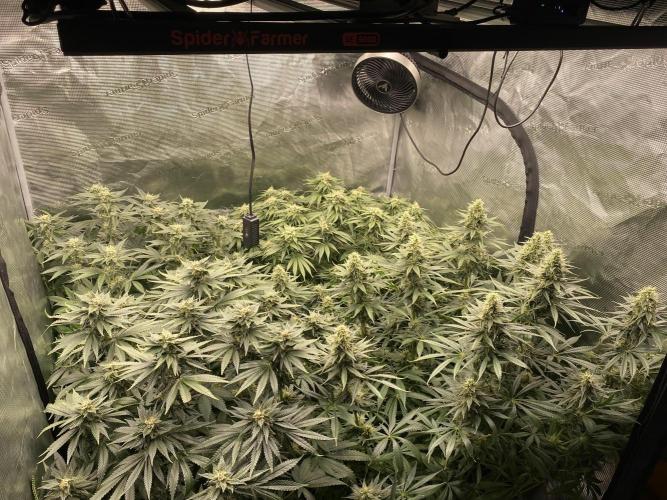 1. pokus - Legendary OG punch a spol. Week 11