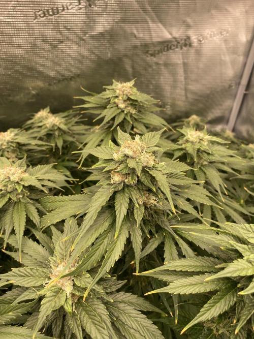 1. pokus - Legendary OG punch a spol. Week 11