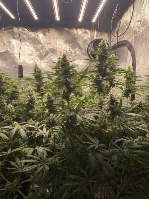 1. pokus - Legendary OG punch a spol. Week 11