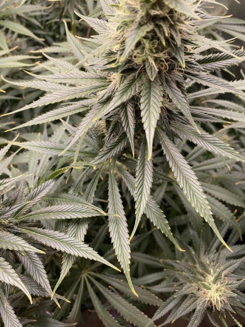 1. pokus - Legendary OG punch a spol. Week 11