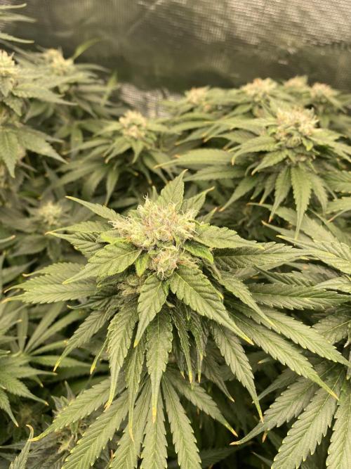1. pokus - Legendary OG punch a spol. Week 11