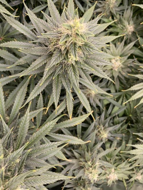 1. pokus - Legendary OG punch a spol. Week 11