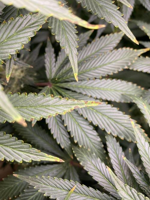 1. pokus - Legendary OG punch a spol. Week 11