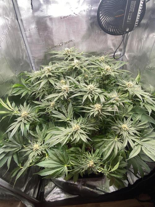 1. pokus - Legendary OG punch a spol. Week 11
