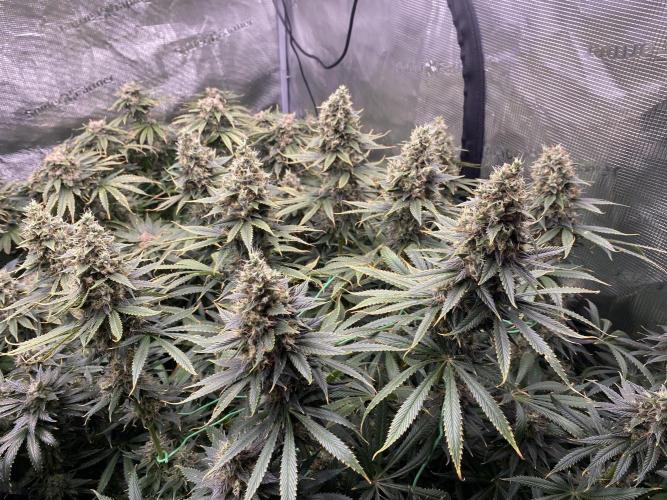 1. pokus - Legendary OG punch a spol. Week 14