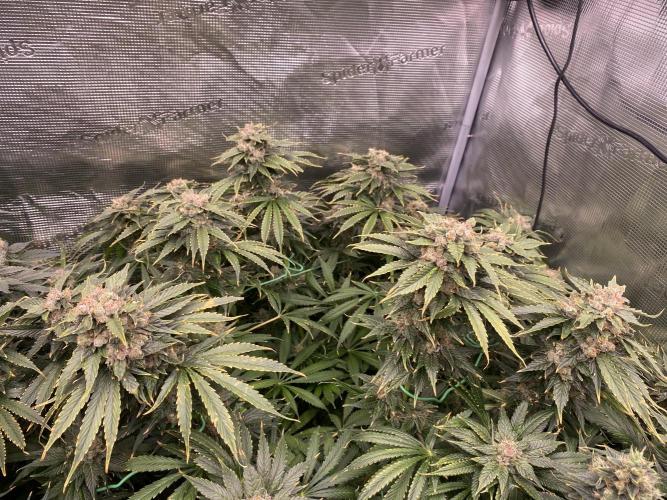 1. pokus - Legendary OG punch a spol. Week 14