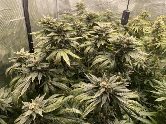 1. pokus - Legendary OG punch a spol. Week 14