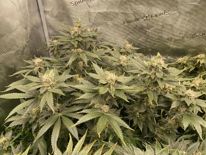 1. pokus - Legendary OG punch a spol. Week 14