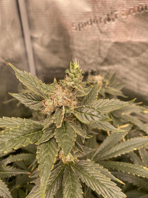 1. pokus - Legendary OG punch a spol. Week 14