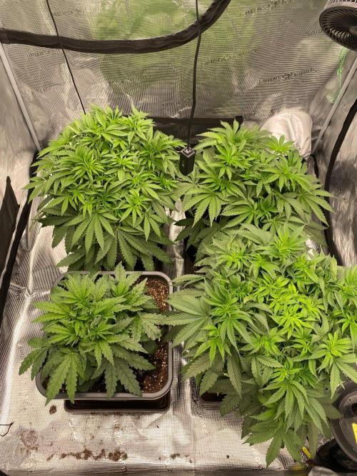 Royal Gorilla. Week 4