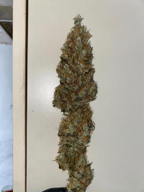 1. pokus - Legendary OG punch a spol. Week 15