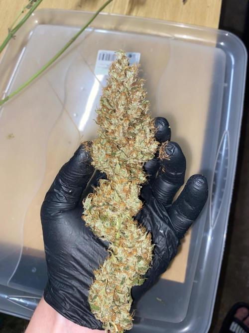 1. pokus - Legendary OG punch a spol. Week 15
