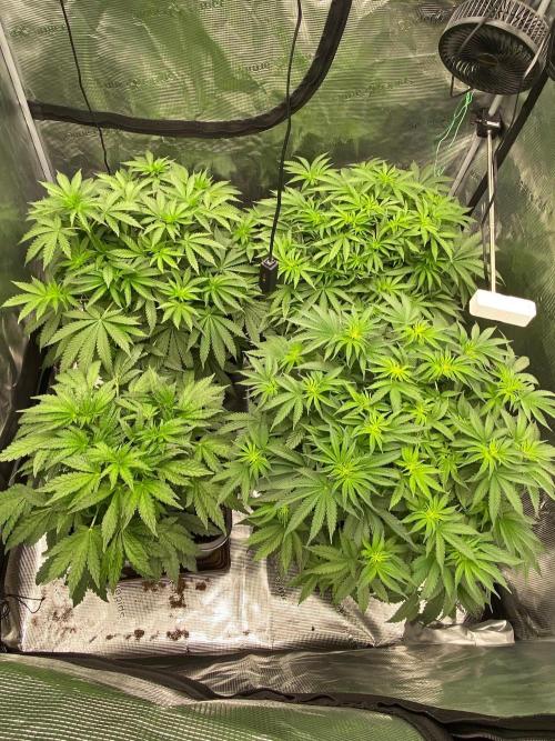 Royal Gorilla. Week 5