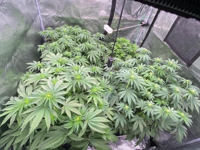 Royal Gorilla. Week 6