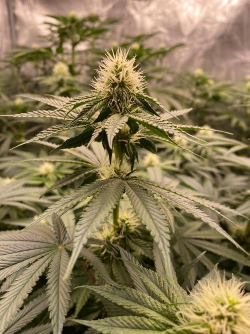 👑👑👑🦍🦍🦍. Week 7