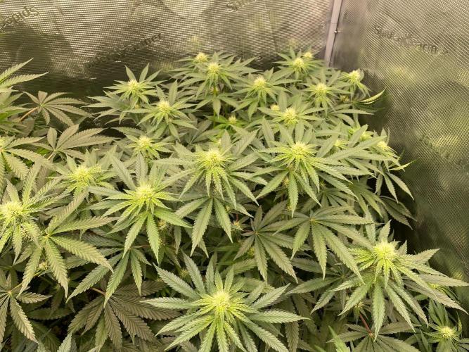👑👑👑🦍🦍🦍. Week 7