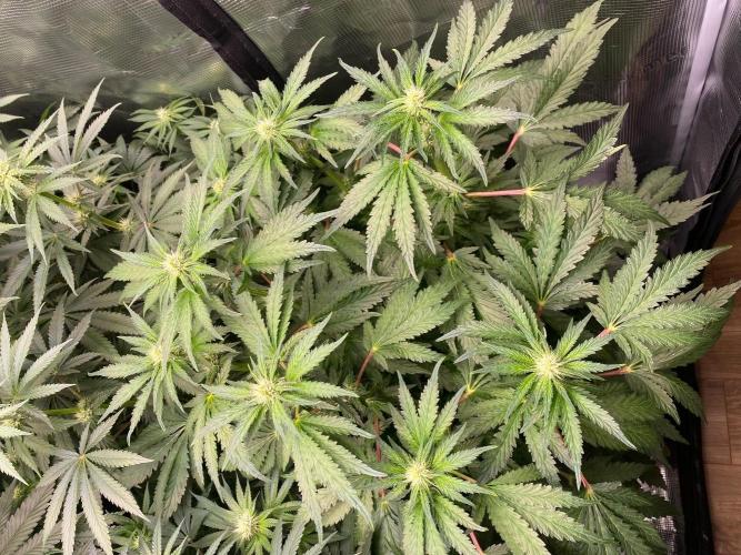 👑👑👑🦍🦍🦍. Week 7