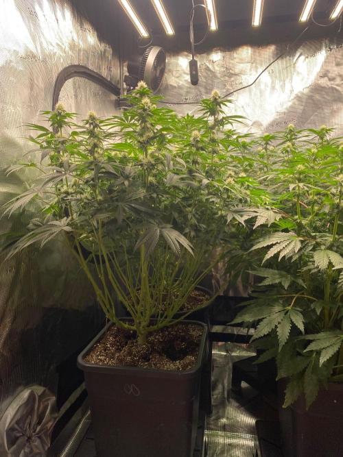 👑👑👑🦍🦍🦍. Week 7