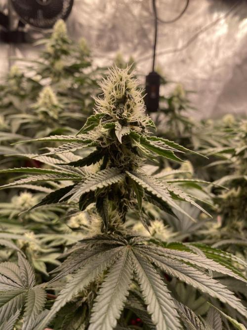 👑👑👑🦍🦍🦍. Week 8