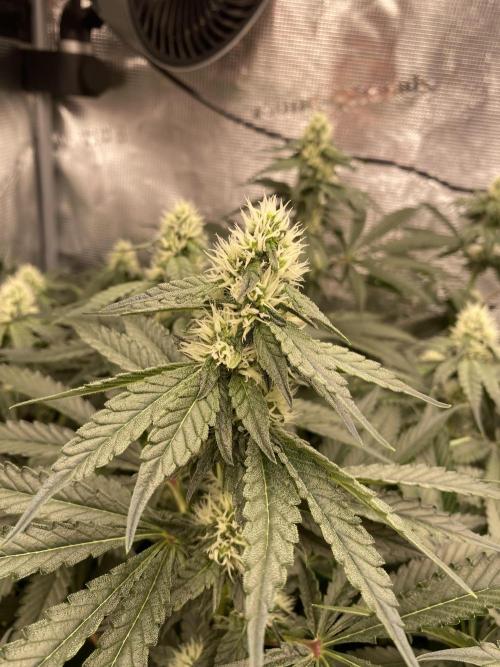 👑👑👑🦍🦍🦍. Week 8
