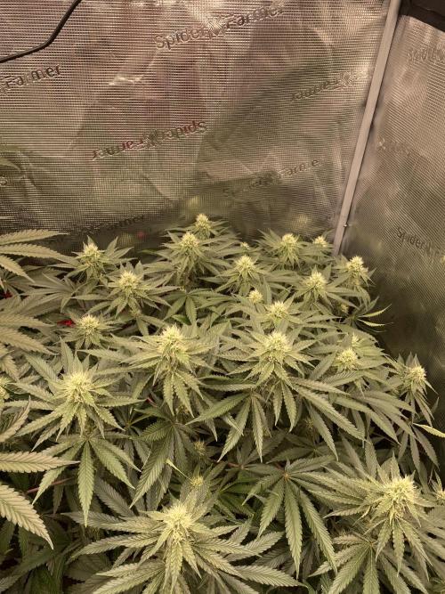 👑👑👑🦍🦍🦍. Week 8