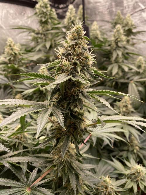 👑👑👑🦍🦍🦍. Week 9