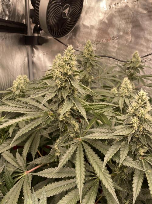 👑👑👑🦍🦍🦍. Week 9