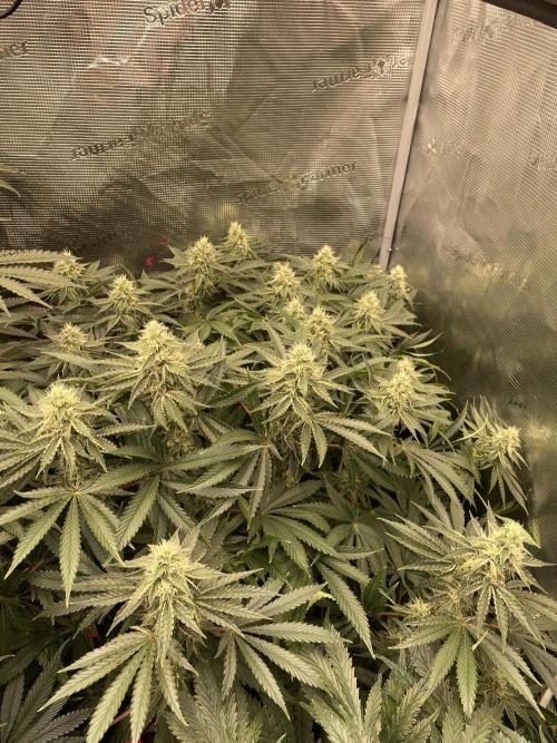 👑👑👑🦍🦍🦍. Week 9