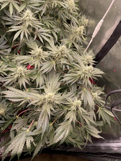 👑👑👑🦍🦍🦍. Week 9