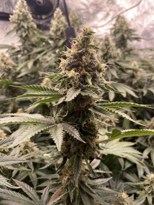 👑👑👑🦍🦍🦍. Week 10