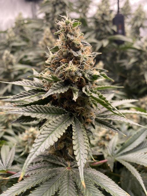 👑👑👑🦍🦍🦍. Week 10
