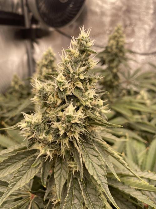 👑👑👑🦍🦍🦍. Week 10